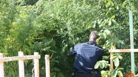 Plantacja marihuany na Mokotowie. Krzewy wysokie na 2,4 metra