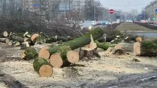 Ekolodzy zapowiadają koniec masowych wycinek