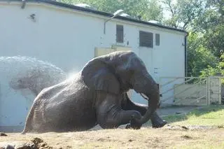 Tak zwierzęta w warszawskim zoo radzą sobie z upałami 