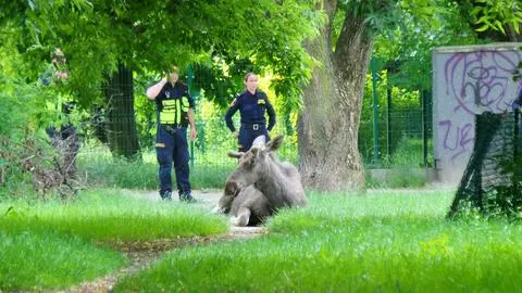 Akcja służb na Chomiczówce 