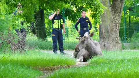 Akcja służb na Chomiczówce 