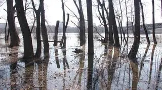 Podnosi się poziom wody w Wiśle