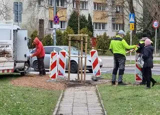 Drzewo przy ulicy Rudnickiego posadzone na środku chodnika