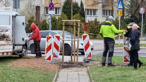 Posadzili drzewo na środku chodnika