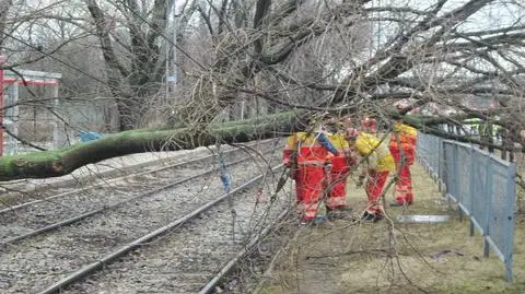 Powalone drzewa zatrzymały tramwaje