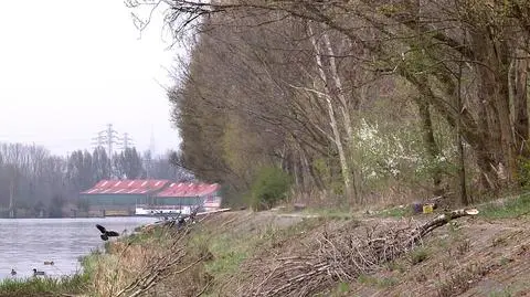 Przetrzebią roślinność nad Kanałem Żerańskim. Nawet 1400 drzew pod topór