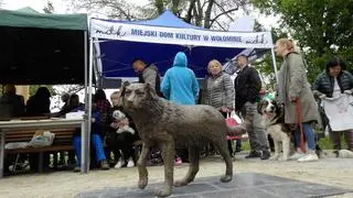 Odsłonięcie rzeźby psa Miśka - miejskiej legendy