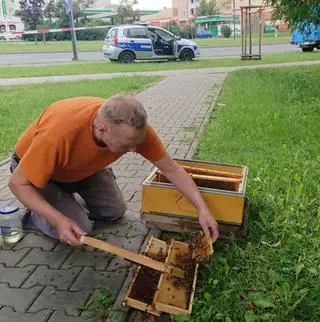 Pszczołami zaopiekował się zaprzyjaźniony ze strażą miejską pszczelarz 