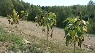 Susza zagraża ponad połowie gmin na Mazowszu