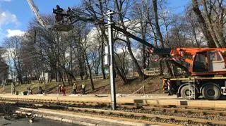 Drzewo na trakcji tramwajowej na Woli