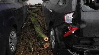 Topola przygniotła auta na parkingu 