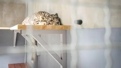 Zoo pokazało wybieg dla panter. Lokator na konferencję nie wyszedł