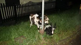 Doprowadziła do kolizji. Autem przewoziła dwie kozy