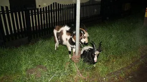 Doprowadziła do kolizji. Autem przewoziła dwie kozy