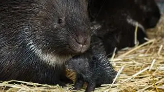 Jeżozwierze indyjskie przyszły na świat we wrocławskim zoo