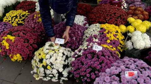 Chryzantemy na sprzedaż