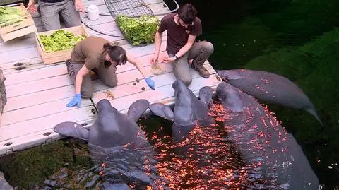 Uczta manatów z wrocławskiego zoo