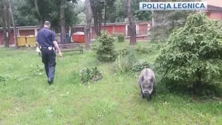 Dzik najpierw miał zjeść obiad dzieciom, a później je straszyć