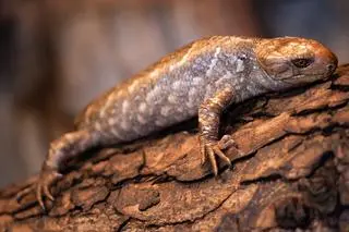 Jeden z dwóch młodych scynków nadrzewnych z wrocławskiego zoo