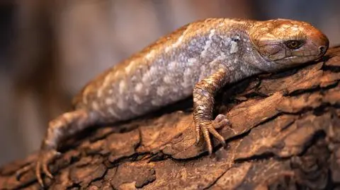 Jeden z dwóch młodych scynków nadrzewnych z wrocławskiego zoo