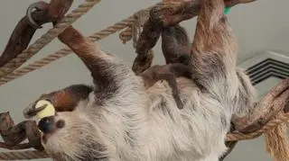 Leniwce we wrocławskim ogrodzie zoologicznym