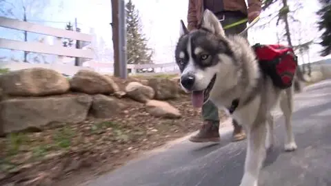 Husky ruszyły z pomocą mieszkańcom Borowic