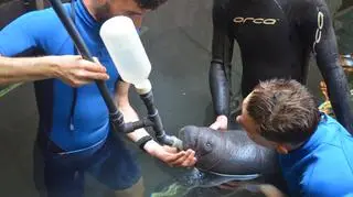 Karmienie małego manata