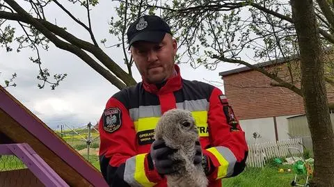 Mała sowa uratowana przez strażaków. "Albo coś by ją rozszarpało, albo zginęłaby pod kołami"