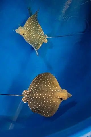 Młode orlenie można oglądać w Afrykarium