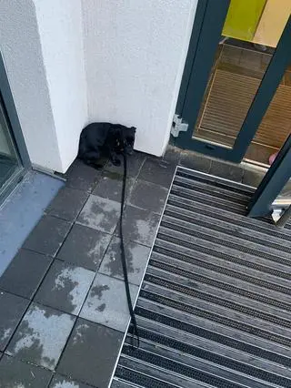 Przez kilka godzin pies czekał pod klatką