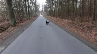 Pies miał sklejone taśmą tylne łapy