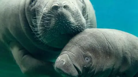 Mały manat z wrocławskiego zoo