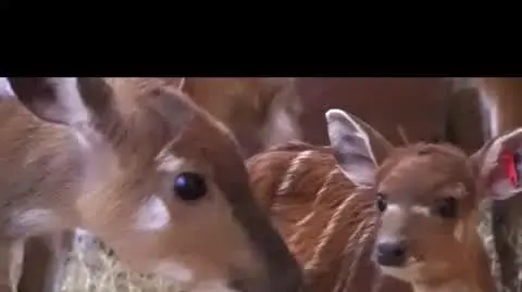 Baby boom w zoo - sitatunga
