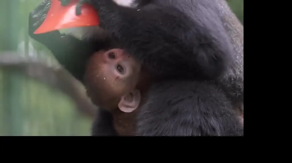 2020-10-21 Koczkodan gorski (surówka)