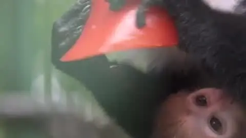 2020-10-21 Koczkodan gorski (surówka)