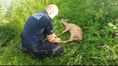 Policjanci pomogli topiącemu się koziołkowi