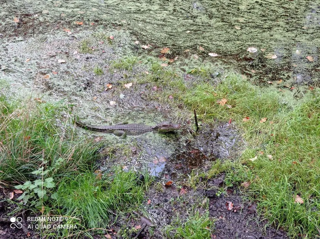 Aligator we Wrocławiu
