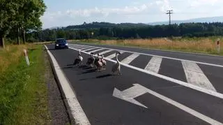 Łabędzie na drodze