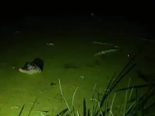 Aligator we Wrocławiu