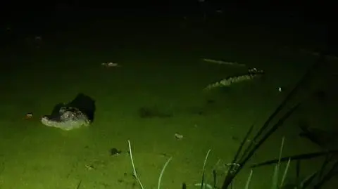 Aligator we Wrocławiu