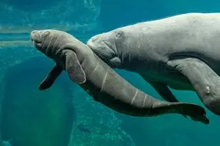 Manat czas spędza pod czujnym okiem matki