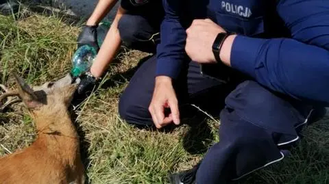 Potrąconemu koziołkowi pomogli najpierw policjanci i strażnicy miejscy