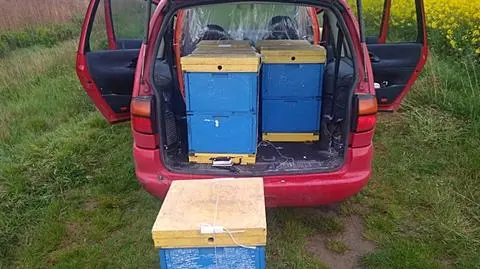 Z pasiek znikały ule z pszczelimi rodzinami. Pszczelarze sami zatrzymali podejrzanego o kradzieże