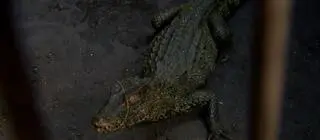 Aligator po schwytaniu trafił do tymczasowej klatki