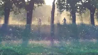 Komary nad Odrą we Wrocławiu