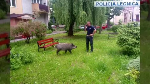 Policja: dzik zjadł dzieciom pierogi, a później na nie warczał
