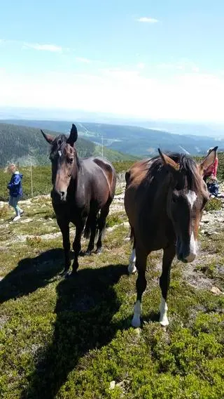Konie same weszły na Śnieżkę