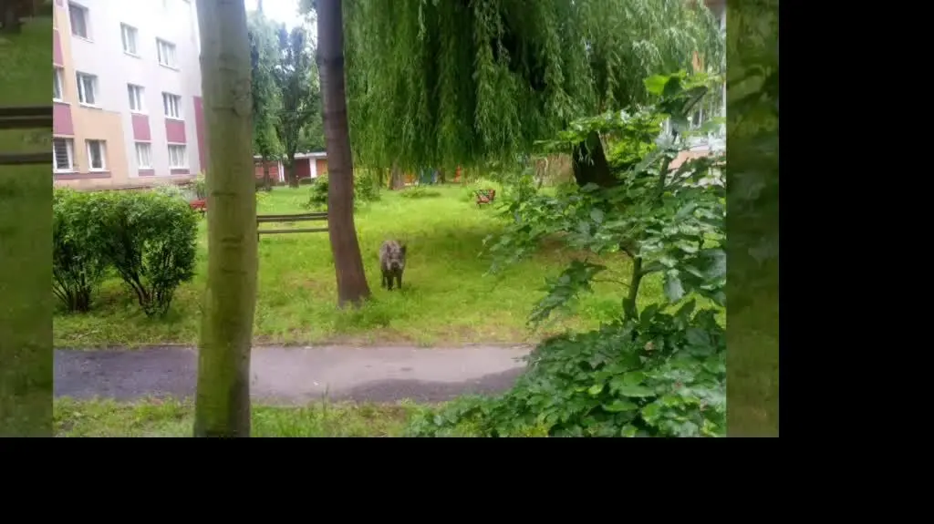 Video_20200605090212256_by_VideoMaker