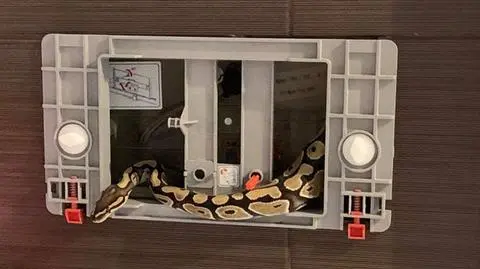 Wąż pojawił się w łazience jednego z mieszkańców Wrocławia