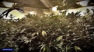 Plantacja ukryta była w piwnicy